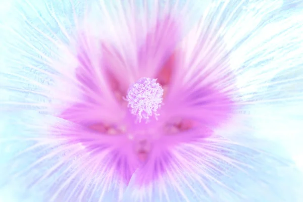 要旨花の背景色 青ピンク紫色の繊細な花と雌しべと花弁のマクロなクローズアップ — ストック写真