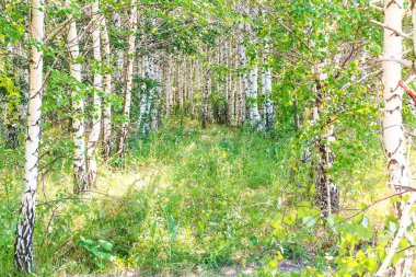 Ekoloji. Birch koruluğu yazın güneşli bir günde güzel sıcak bir havada.