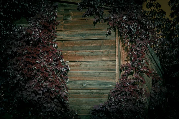 Parede assustadora de madeira feita de tábuas, velha casa abandonada vazia sem janelas cobertas de hera estranha, fundo místico terrível horror estilo medo com luz misteriosa e sombras — Fotografia de Stock