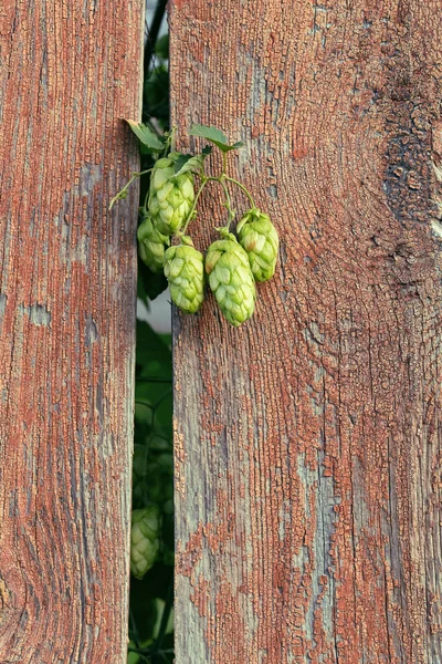 Ramo di una pianta di luppolo sullo sfondo di una recinzione con una trama di legno — Foto Stock