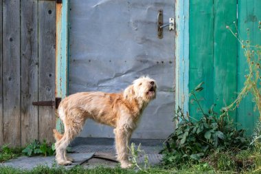 Genç, sevimli, tüylü bir köpek, buğdaylı teriyer cinsinin bir evcil hayvanı. Uluyan havlayan köpek yazın açık hava köyünde çit kapısının yanında duruyor.
