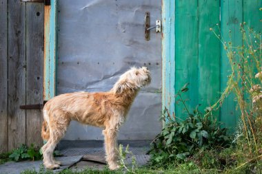 Wheaten Terrier cinsinin evcil bir hayvanı olan genç, sevimli, tüylü bir köpek yazın açık hava köyündeki çit kapısının yanındaki evi soruyor.