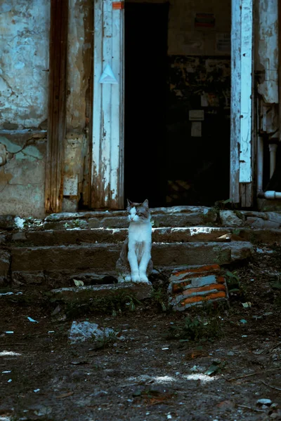 Bezdomny Samotny Kot Siedzi Schodach Ganku Starego Strasznego Mistycznego Opuszczonego — Zdjęcie stockowe