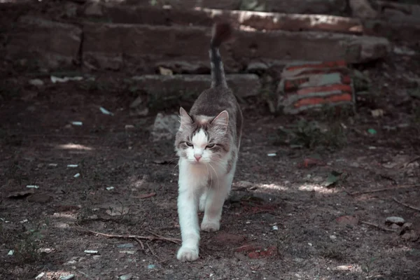 Verirrtes Obdachloses Tier Auf Der Straße Eine Einsame Traurige Katze — Stockfoto