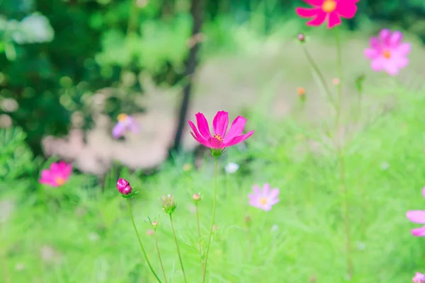Цветочные природные летние фон с космосом bipinnatus цветет в саду среди деревьев — стоковое фото