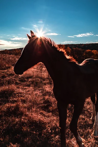 在清晨升起的阳光下，马的轮廓映衬在草地上的牧场上，背景是蓝天和太阳光，日出时是乡村的风景 — 图库照片