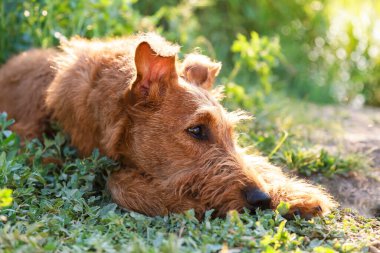 Göz kamaştırıcı, saf, itaatkar İrlandalı teriyer köpeği. Zeki, ciddi bir görünüşü var. Yazın çimlerin üzerinde uzanıyor.