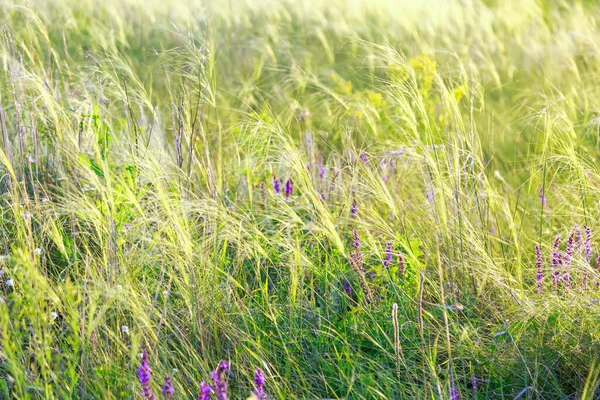 草原の草原に咲く羽毛草とセージと夏の自然の日当たりの良い暖かい背景 — ストック写真