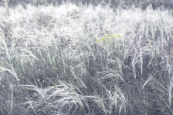 草原の牧草地に羽草を咲かせる夏の自然背景 — ストック写真