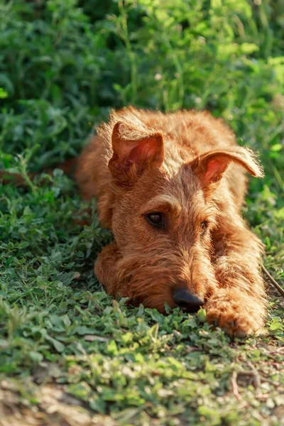 Gorgeous beautiful purebred young serious obedient bored sad puppy hunting dog Irish Terrier breed lies in nature outdoors in summer on the grass — Stock Photo, Image