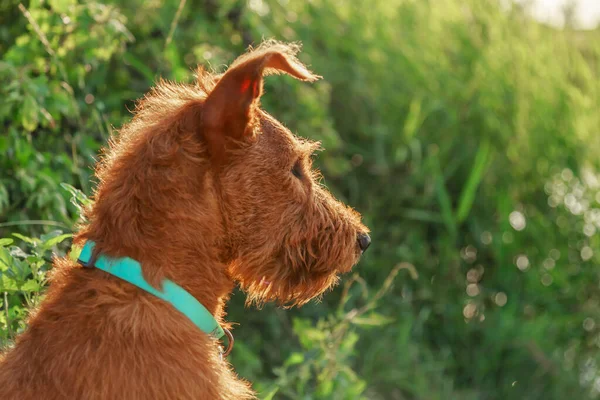 Gorgeous Beautiful Purebred Young Serious Obedient Hunting Dog Puppy Irish — Stock Photo, Image