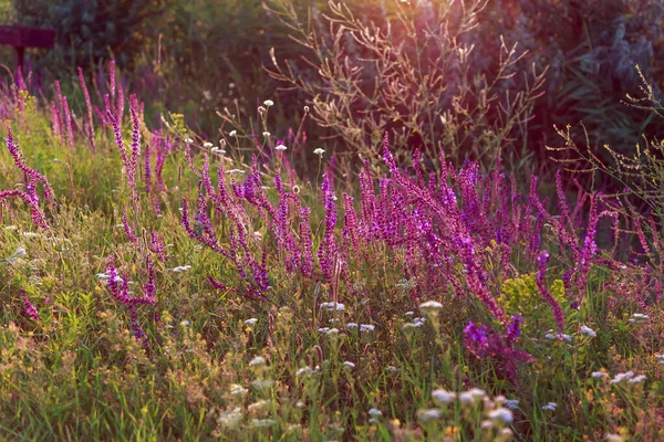 아름다운 자연적 배경에 살비아 저녁의 햇볕을 받으며 목초지를 꽃피며 약용식물 — 스톡 사진