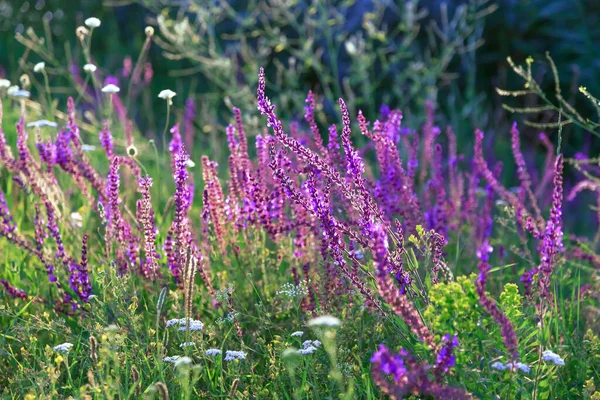 Beautiful Floral Natural Background Blooming Flower Sage Salvia Rays Light — Photo