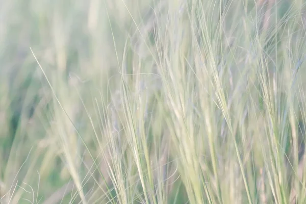 風の中で自然の背景植物の羽の草のテクスチャ — ストック写真