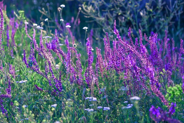아름다운 자연적 배경에 살비아 목초지에 약용식물이 — 스톡 사진