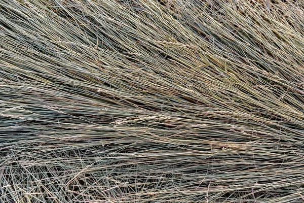 Textur Hintergrund Gemäht Trockenes Grünes Gras Dass Heu Auf Der — Stockfoto