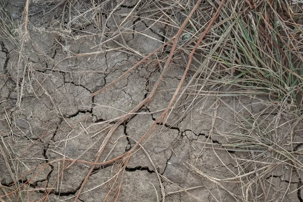 Drought cracked soil texture, plant death, the problem of earth climate change and global warming, crop failure, lack of rainfall, environmental disaster