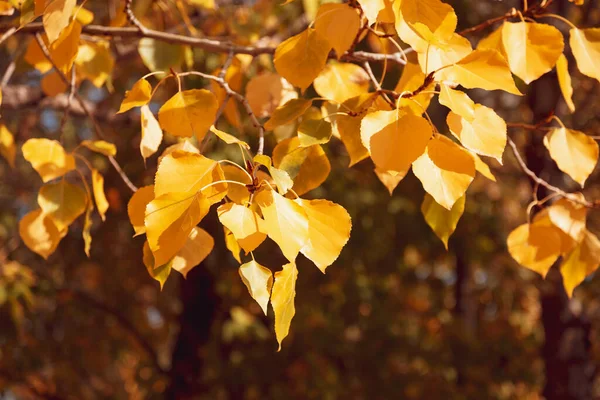 Tło jesień liści żółty złoty lipa w porze opadających liści w lesie ciepły dzień w lecie indyjskim — Zdjęcie stockowe
