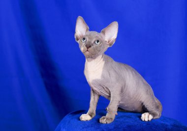 Studio poz Sphynx kedi