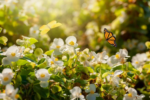 Belles Fleurs Fleurs Jardin Printemps Été Papillons Volants Sur Fond — Photo