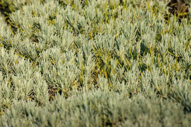 Bahçede huzurlu bir sabah. Sabah gündoğumu zamanı. Taze rahatla doğa. duvar kağıdı arkaplanı.