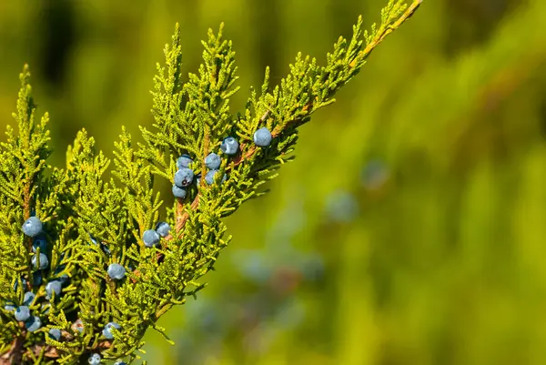 Young Spruce Branches Idyllic Morning Garden Morning Sunrise Time Fresh — Stock Photo, Image