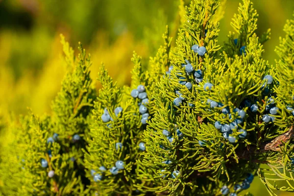 Young Spruce Branches Idyllic Morning Garden Morning Sunrise Time Fresh — Stock Photo, Image