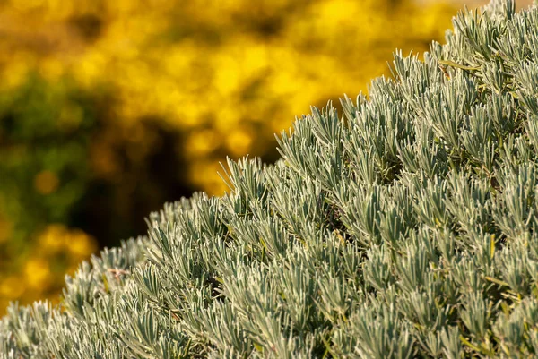 Mattinata Idilliaca Giardino Alba Del Mattino Fresco Relax Natura Sfondo — Foto Stock