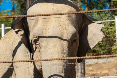 Hayvanat bahçesindeki bir filin portresi. Soylu bir hayvanın yüzü..