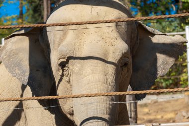 Hayvanat bahçesindeki bir filin portresi. Soylu bir hayvanın yüzü..