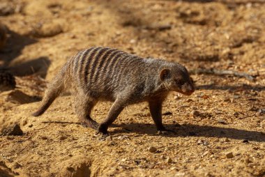 Sıradan cüce firavun faresi, Helogale Parvula, küçük hayvan yaşamı.