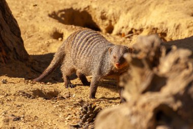 Sıradan cüce firavun faresi, Helogale Parvula, küçük hayvan yaşamı.