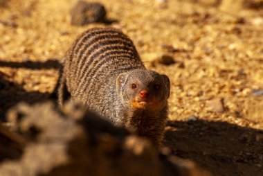Sıradan cüce firavun faresi, Helogale Parvula, küçük hayvan yaşamı.