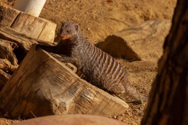 Sıradan cüce firavun faresi, Helogale Parvula, küçük hayvan yaşamı.