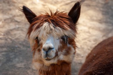 Şirin Alpaca, Vicugna paketleri. Güzel ve komik bir hayvan..