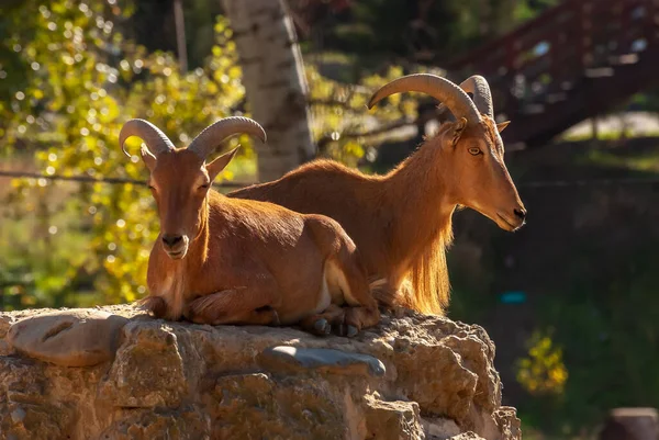 Turs Del Cáucaso Occidental Capra Caucasica Animales Hermosos —  Fotos de Stock