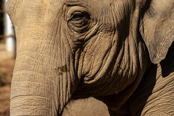 Close up portrait of an elephant. The face of a noble animal.