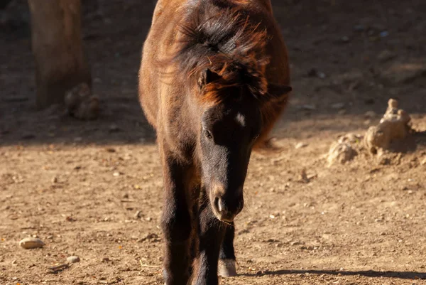 Портрет Молодого Шотландского Пони Красивое Животное — стоковое фото