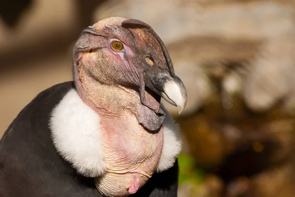 Masculino Andino Condor Retrato Vultur Gryphus Luz Noite — Fotografia de Stock
