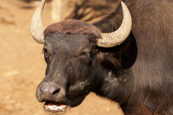 Tembel siyah bufalo portresi. Vahşi yaşam.