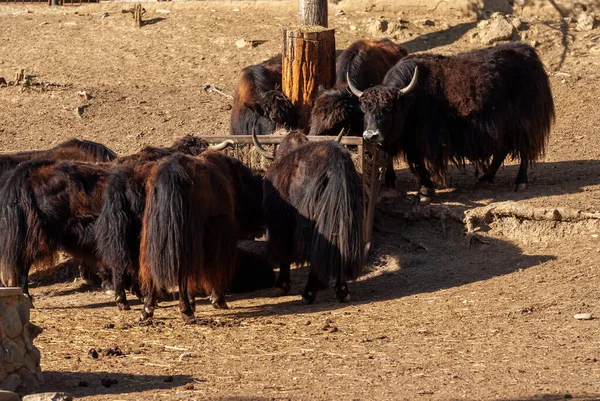 Yaks Domésticos Toros Negros Wildlife Park —  Fotos de Stock