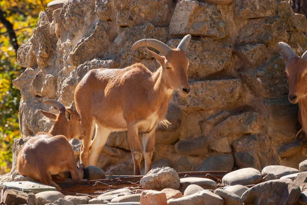 서쪽의 캅카스 투르크 Capra Caucasica 아름다운 동물들 — 스톡 사진