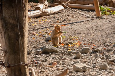 Hamedryas babunu, Papio hamadryas. Komik maymun..