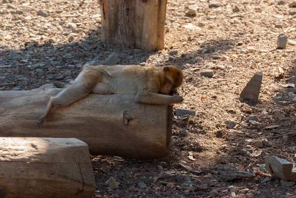 Hamadryas Baboon Papio Hamadryas Funny Monkey — Stock Photo, Image