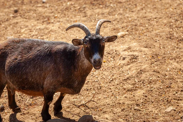 Cabra Pigmeo Africana Divertido Hermoso Ungulado Animal —  Fotos de Stock