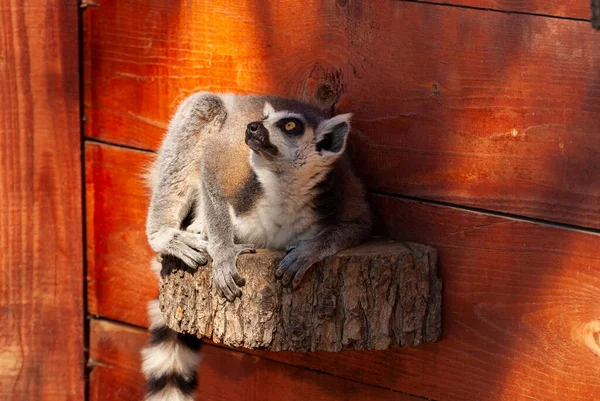 Beautiful Close Portrait Surprised Looking Lemur — Stock Photo, Image