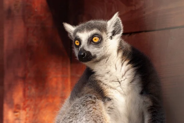 Şaşırmış bir lemurun güzel yakın plan portresi..