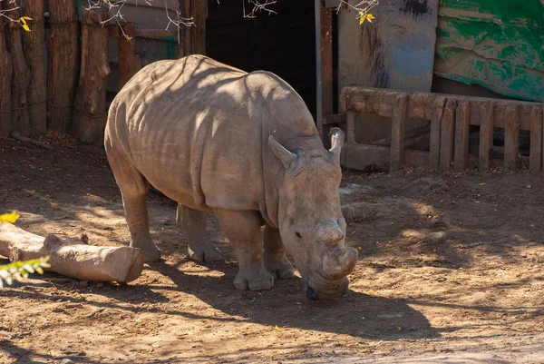 Rinoceronte Blanco Ceratotherium Simum Con Cuernos Grandes —  Fotos de Stock