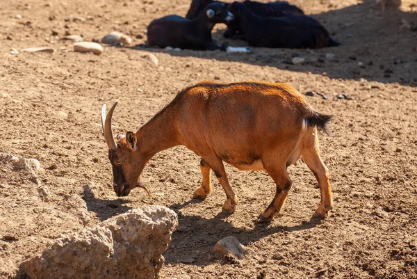 Cabra Pigmeo Africana Divertido Hermoso Ungulado Animal —  Fotos de Stock