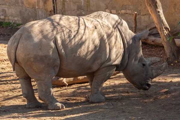 Rinoceronte Blanco Ceratotherium Simum Con Cuernos Grandes —  Fotos de Stock